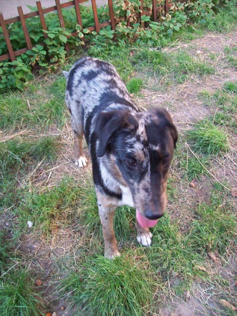 Timy - Border collie X Beauceron robe arlequin - 7 mois - 94 Timy - Border collie X Beauceron robe arlequin - 7 mois - 94
