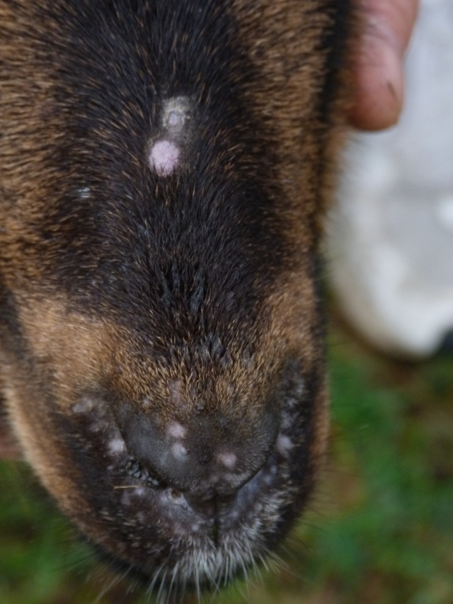 Bouton Sur Le Dessus Du Museau Du Chien Help Boutons dépigmentation bouche nez[photo]