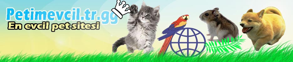 PetimEvcil.tr.gg Forum