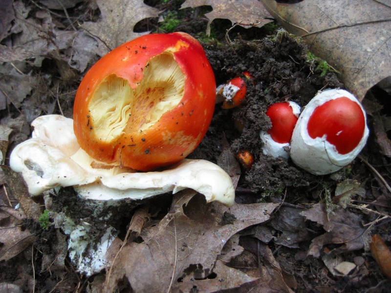 L'amanite de Jackson (Amanita jacksonii)