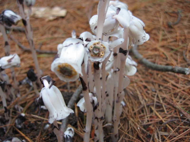 Monotrope uniflore (Monotropa uniflora)