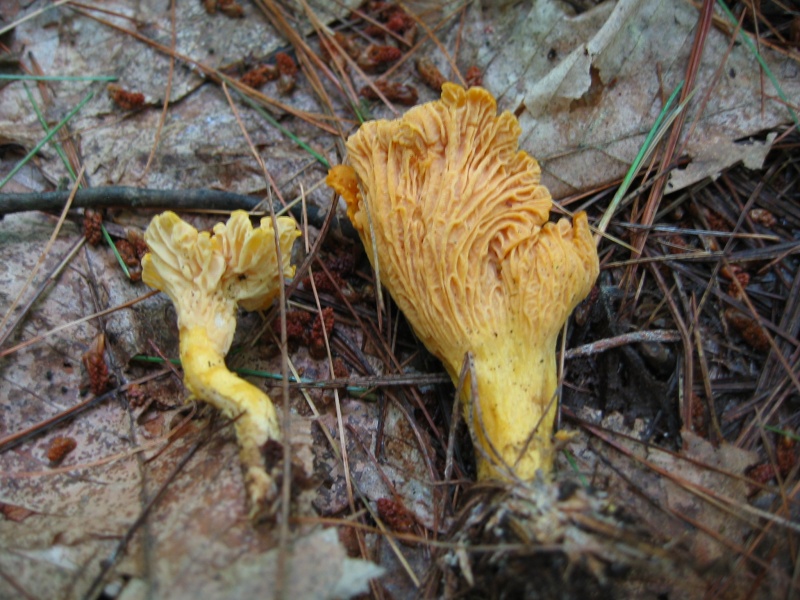 Chanterelle commune (Cantharellus cibarius)