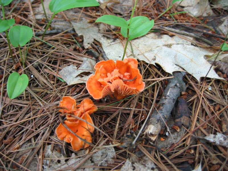Chanterelle cinabre (Cantharellus cinnabarinus)