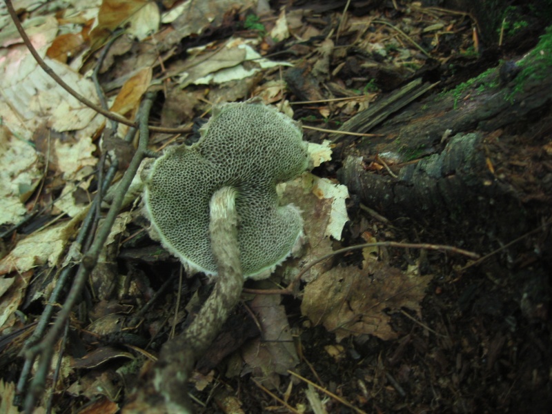 Bolet pomme de pin (Strobilomyces strobilaceus)