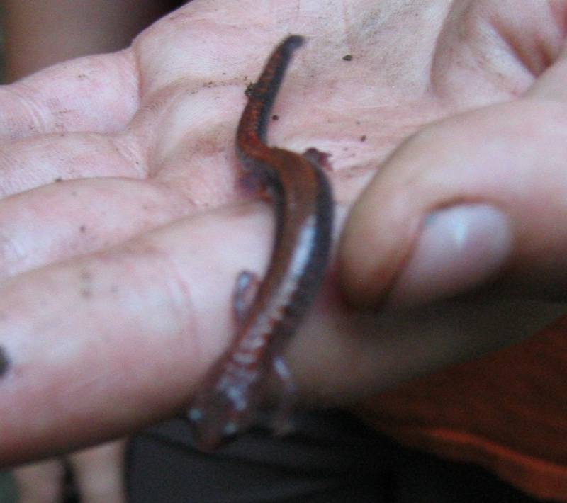 Salamandre cendrée