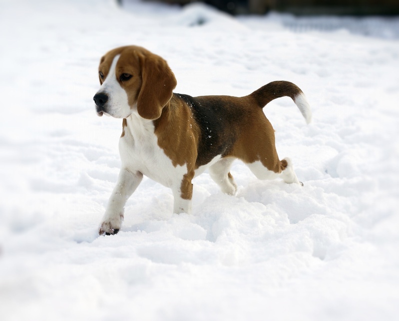 rencontres beagle