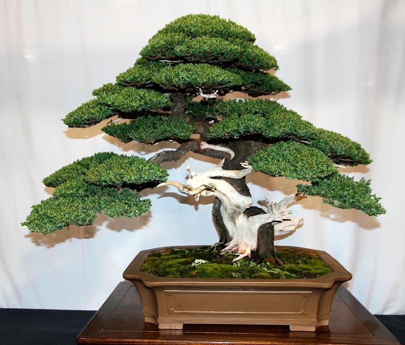 bonsai masterpiece