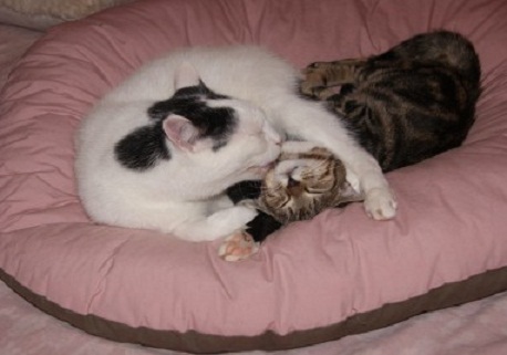Chat calvados