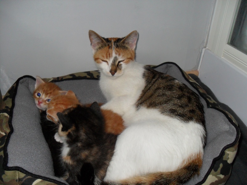 chat caen