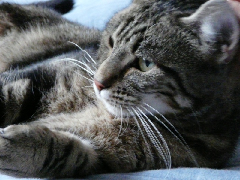 Chat calvados