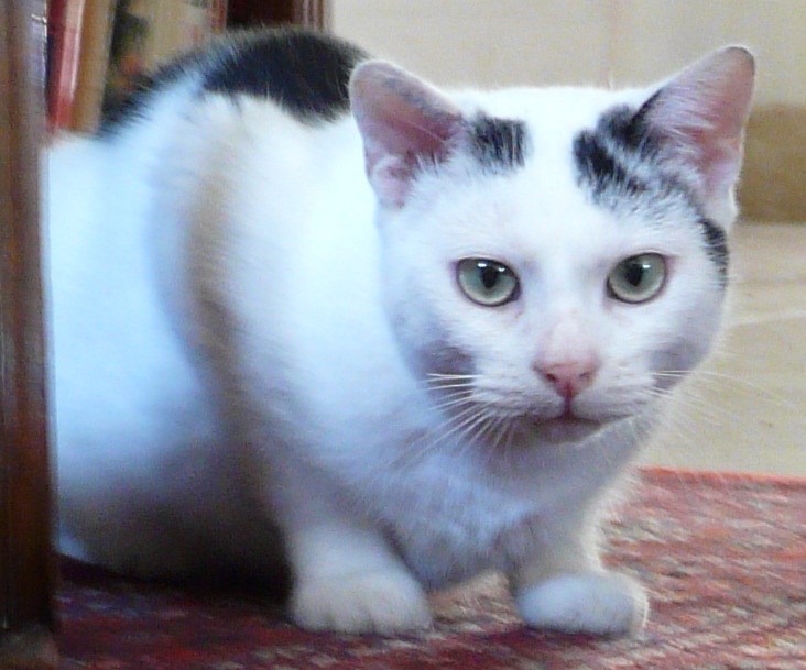 Chat calvados