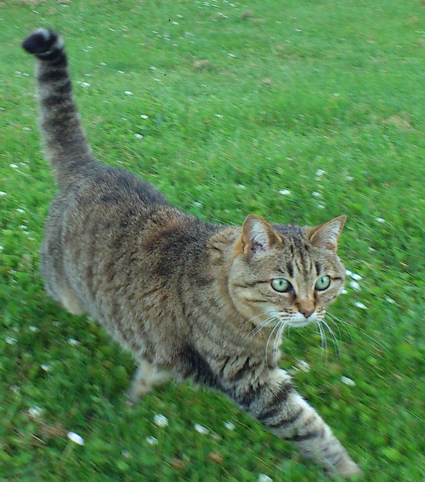 Chat calvados