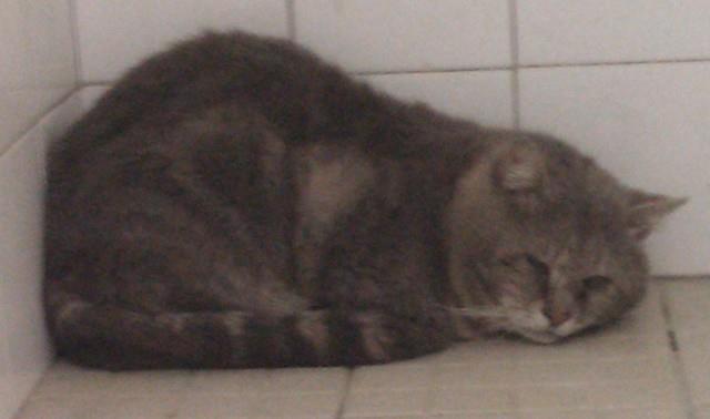 chat montauban