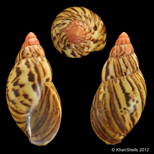 achatina zanzibarica