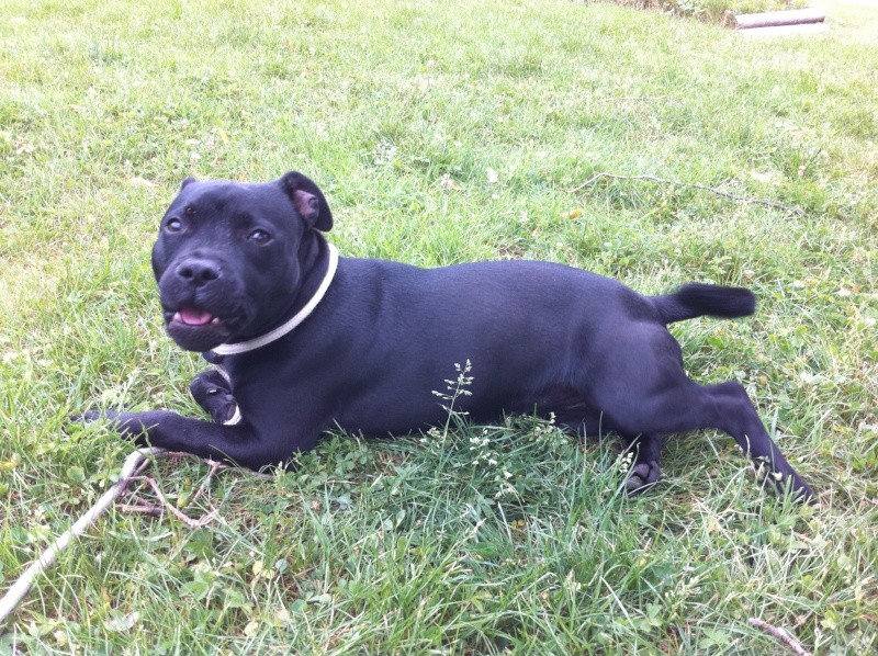 Perdu ou vole staffordshire bull terrier (staffie) femelle Perdu ou vole staffordshire bull terrier (staffie) femelle