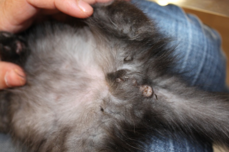 trans sexe comment reconnaitre le sexe d un chaton trans sexe comment reconnaitre le sexe d un chaton