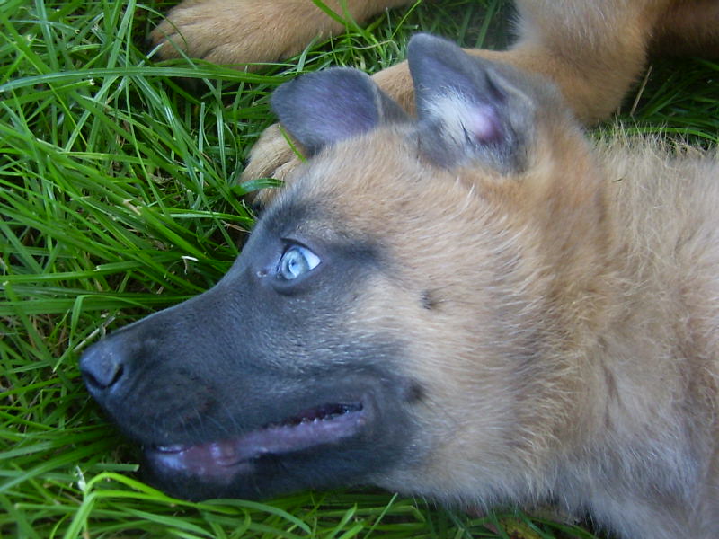 Malinois Noir ou berger belge noir poils courts. - Page 4