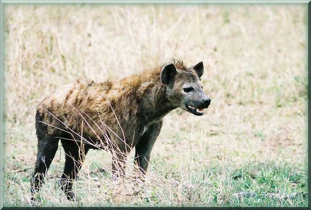 hyenei10.jpg