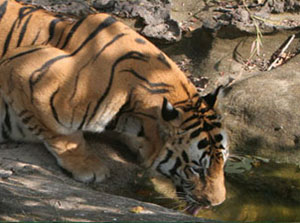 tiger210.jpg