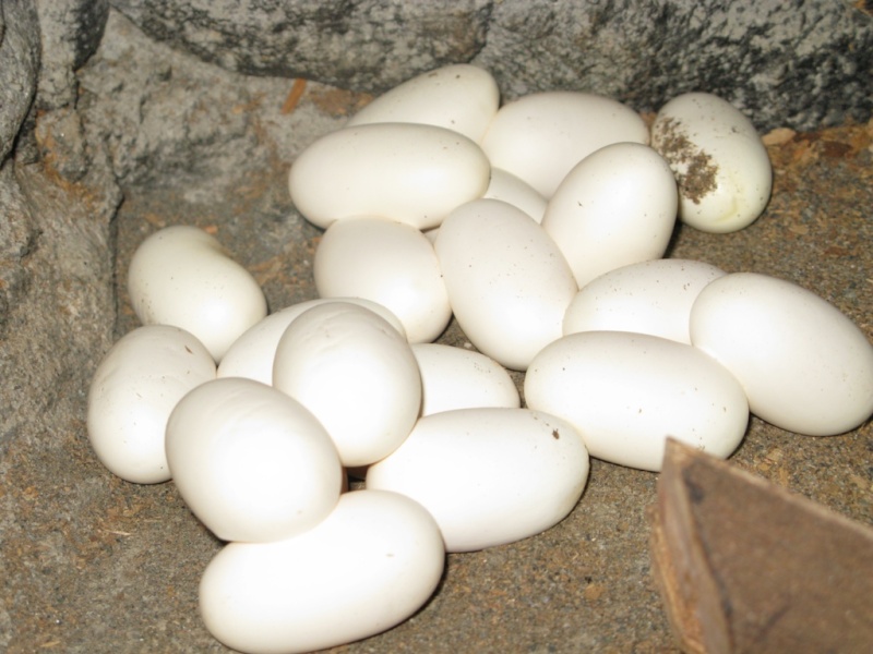Какие яйца змей. Яйца гадюки обыкновенной. Маленькие змеиные яйца. Гадючьи яйца.