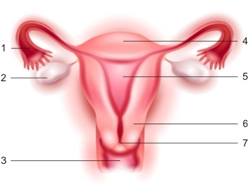 uterus10.jpg
