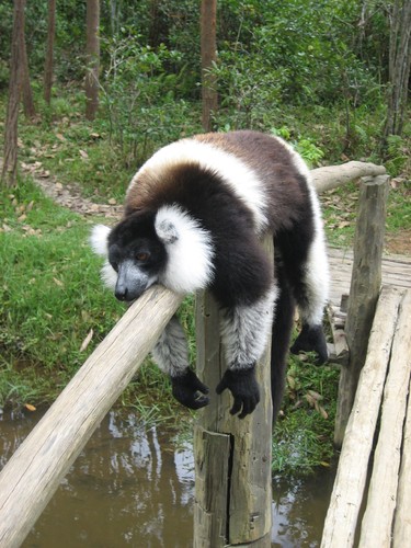 lemuri10.jpg