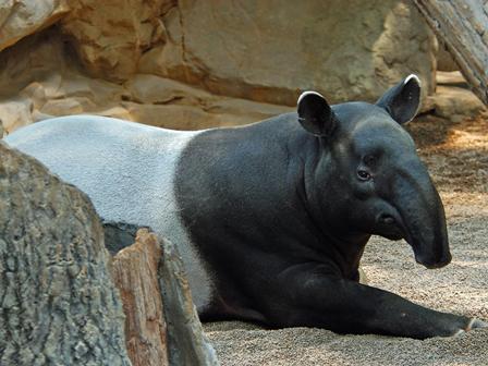 tapir10.jpg