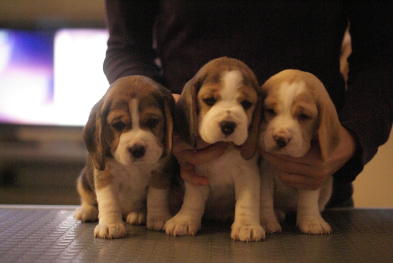 chiot beagle lof ( une femelle a vendre) - Page 2 chiot beagle lof ( une femelle a vendre) - Page 2