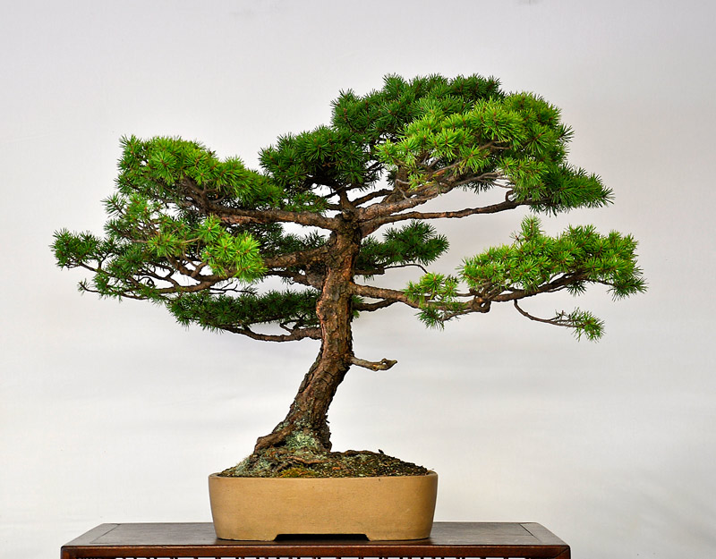 Conifer Bonsai in Valavanis' Summer Garden