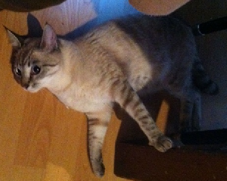 Chat calvados