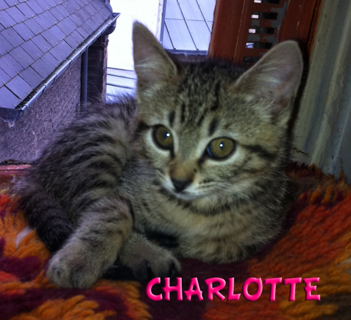 Chat calvados