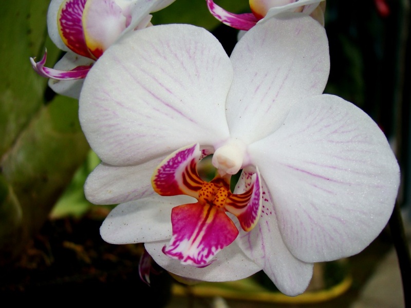 orchid12.jpg