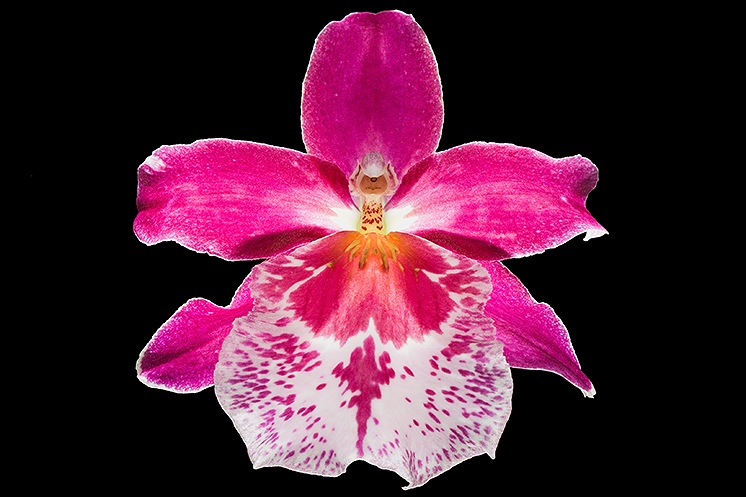 orchid19.jpg