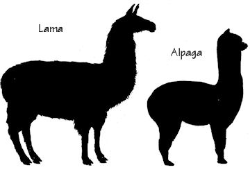 alpaca12.jpg