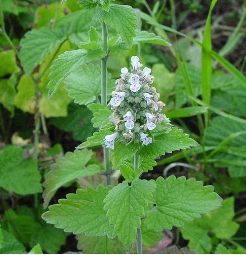 Fineleaf Schizonepeta Herb(Jing Jie) | Traditional Chinese Medicine