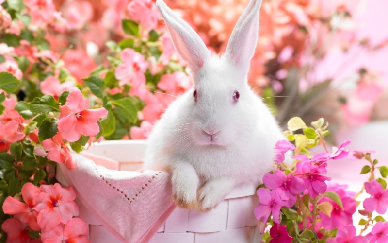 bunny_11.jpg