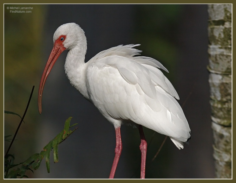 Ibis-b10.jpg | Servimg.com - Free Image Hosting Service