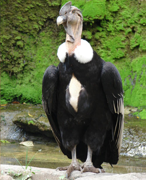 vultur10.jpg