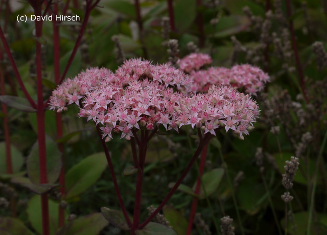 sedum-10.jpg