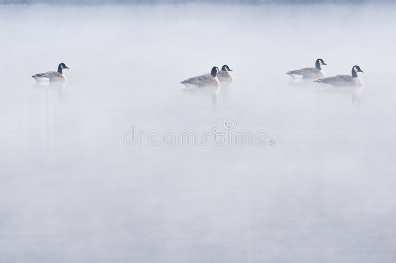 geese-11.jpg