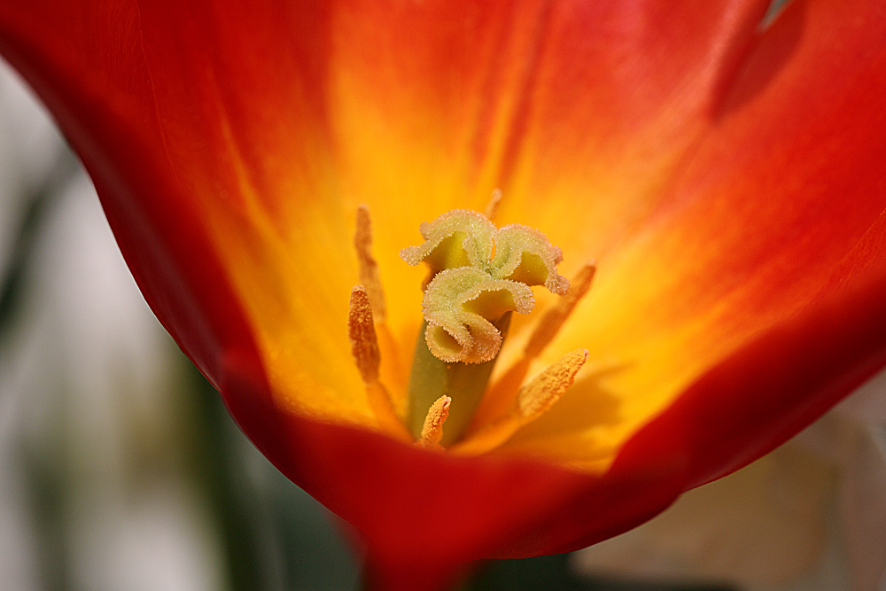 tulip-10.jpg